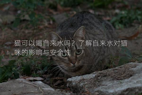 貓可以喝自來水嗎？了解自來水對貓咪的影響與安全性
