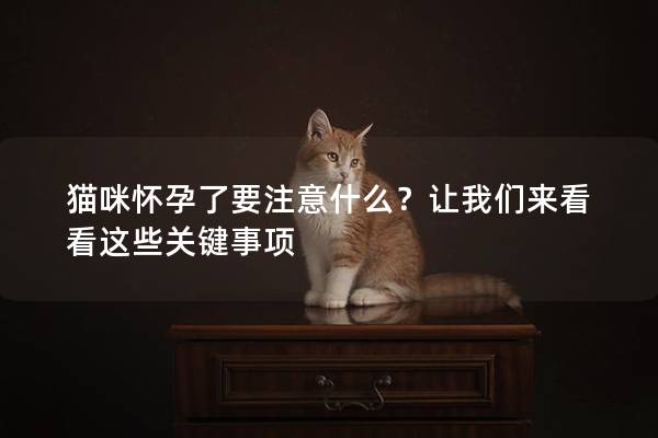 貓咪懷孕了要注意什么？讓我們來(lái)看看這些關(guān)鍵事項(xiàng)