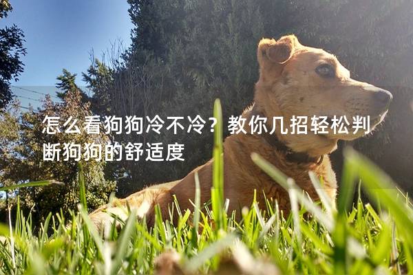 怎么看狗狗冷不冷？教你幾招輕松判斷狗狗的舒適度