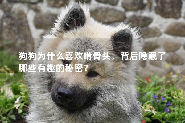 狗狗為什么喜歡啃骨頭，背后隱藏了哪些有趣的秘密？