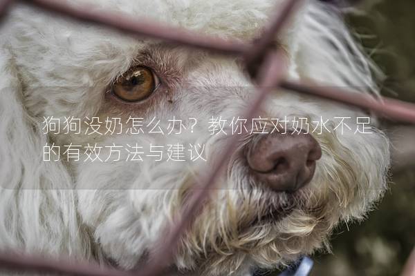 狗狗沒奶怎么辦？教你應對奶水不足的有效方法與建議