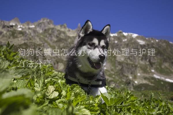 狗狗長螨蟲怎么辦？及時處理與護理方法分享