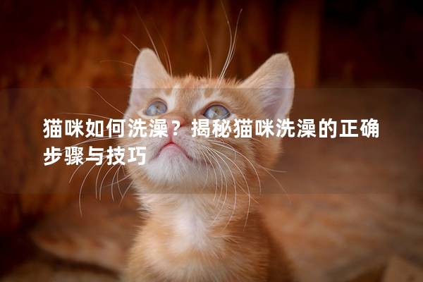 貓咪如何洗澡？揭秘貓咪洗澡的正確步驟與技巧