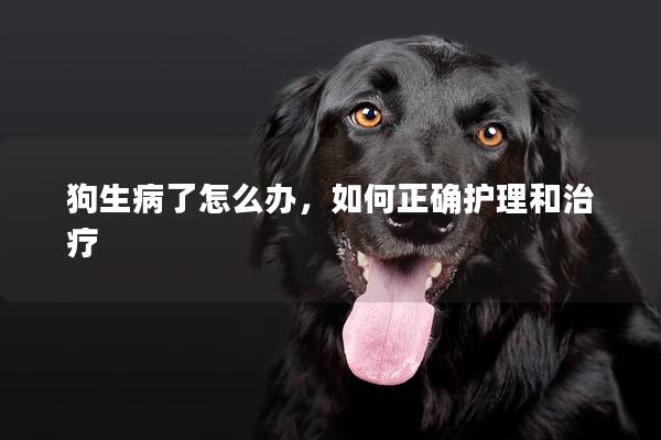 狗生病了怎么辦,如何正確護理和治療 狗生病了怎么辦,如何正確護理和治療