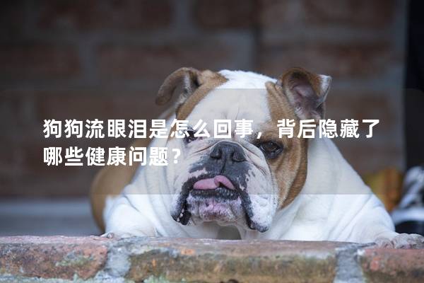 狗狗流眼淚是怎么回事，背后隱藏了哪些健康問題？