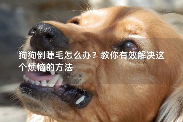 狗狗倒睫毛怎么辦？教你有效解決這個煩惱的方法