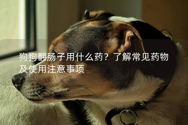 狗狗翻腸子用什么藥？了解常見藥物及使用注意事項