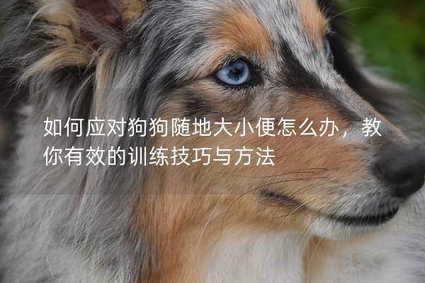 如何應(yīng)對(duì)狗狗隨地大小便怎么辦，教你有效的訓(xùn)練技巧與方法