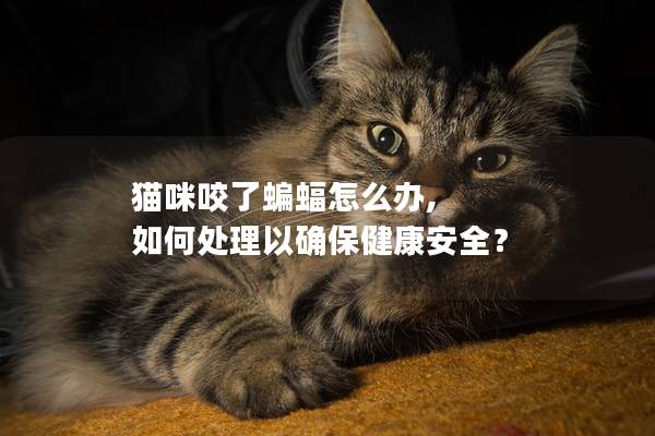 貓咪咬了蝙蝠怎么辦, 如何處理以確保健康安全？