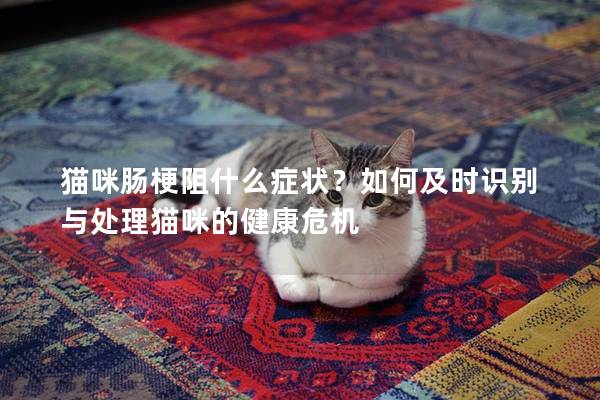 貓咪腸梗阻什么癥狀？如何及時(shí)識(shí)別與處理貓咪的健康危機(jī)