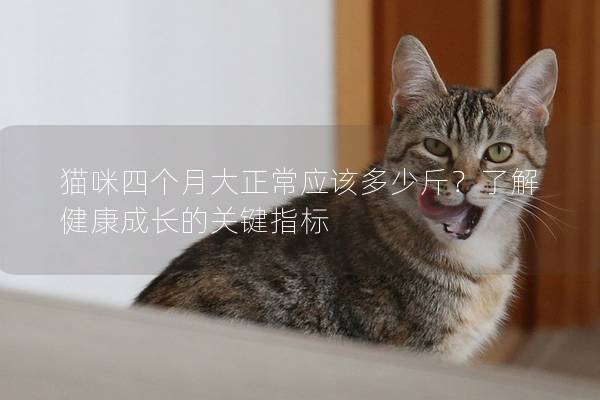 貓咪四個月大正常應該多少斤？了解健康成長的關鍵指標