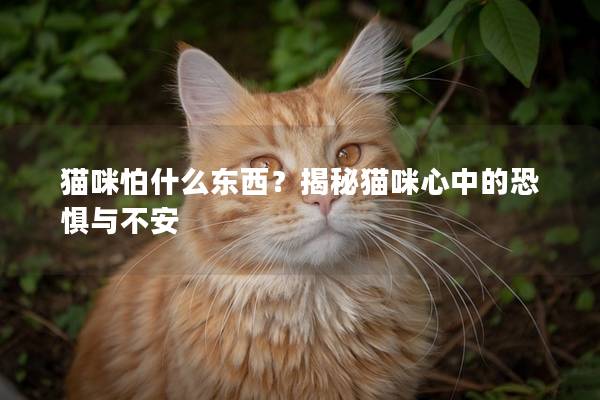 貓咪怕什么東西？揭秘貓咪心中的恐懼與不安