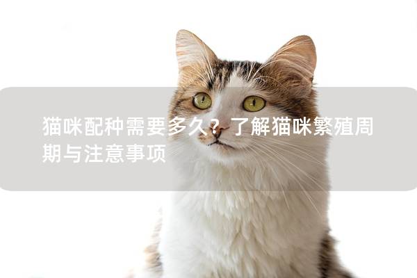 貓咪配種需要多久？了解貓咪繁殖周期與注意事項(xiàng)