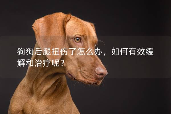 狗狗后腿扭傷了怎么辦,如何有效緩解和治療呢? 狗狗后腿扭傷了怎么辦,如何有效緩解和治療呢?