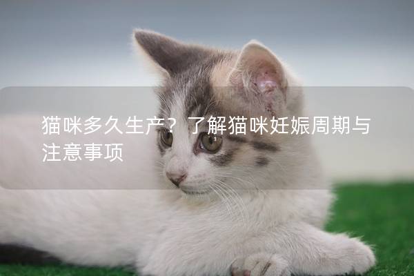 貓咪多久生產？了解貓咪妊娠周期與注意事項