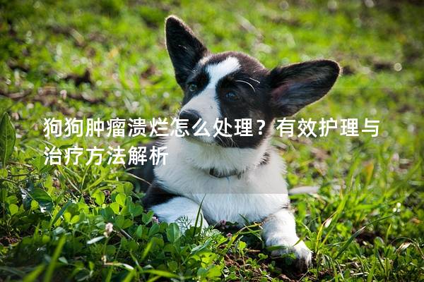 狗狗腫瘤潰爛怎么處理？有效護理與治療方法解析