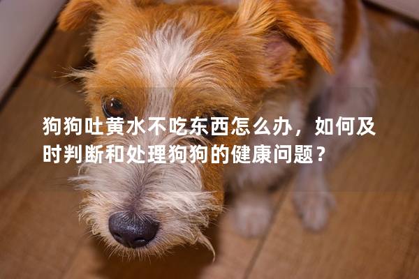 狗狗吐黃水不吃東西怎么辦，如何及時判斷和處理狗狗的健康問題？
