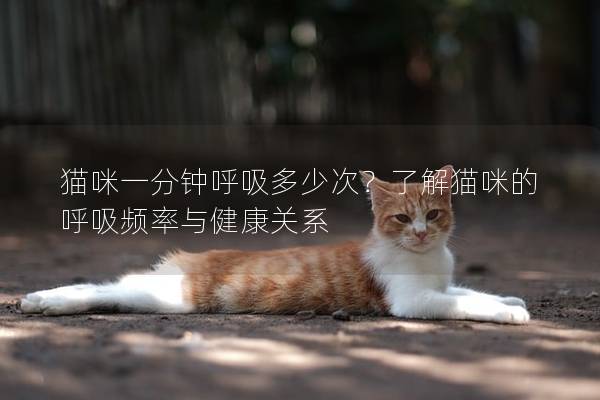 貓咪一分鐘呼吸多少次？了解貓咪的呼吸頻率與健康關(guān)系