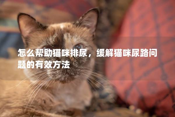 怎么幫助貓咪排尿，緩解貓咪尿路問題的有效方法