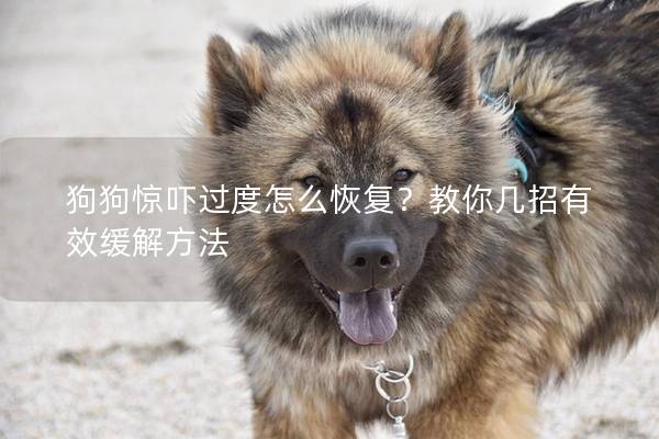 狗狗驚嚇過度怎么恢復(fù)？教你幾招有效緩解方法