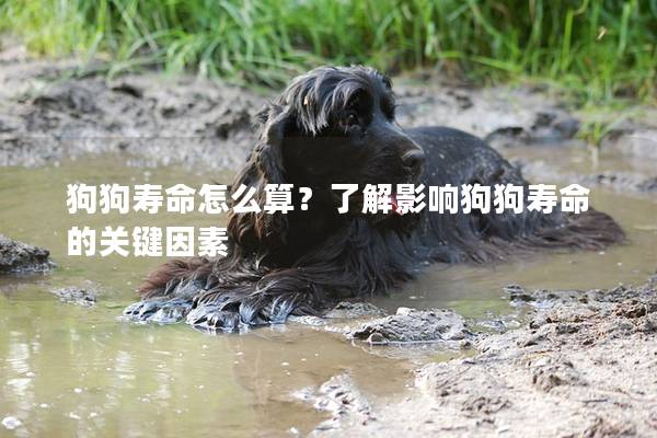 狗狗壽命怎么算？了解影響狗狗壽命的關鍵因素
