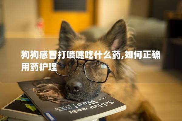 狗狗感冒打噴嚏吃什么藥,如何正確用藥護理