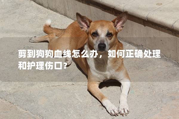 剪到狗狗血線怎么辦，如何正確處理和護(hù)理傷口？