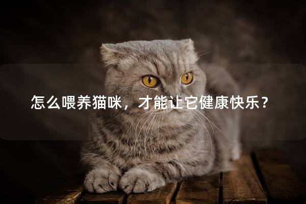 怎么喂養(yǎng)貓咪，才能讓它健康快樂？