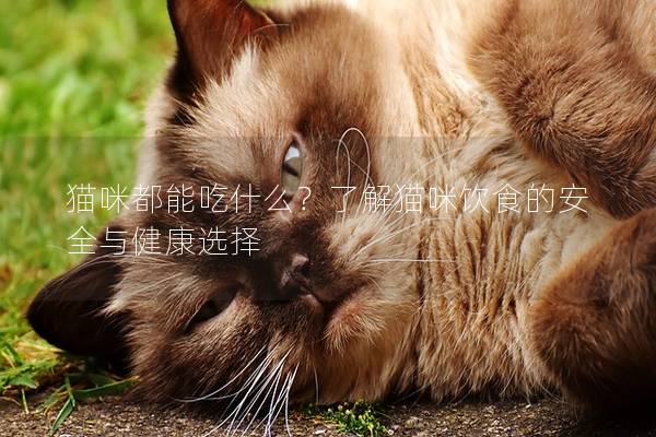 貓咪都能吃什么？了解貓咪飲食的安全與健康選擇
