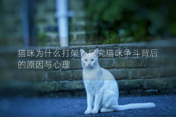 貓咪為什么打架？探究貓咪爭斗背后的原因與心理
