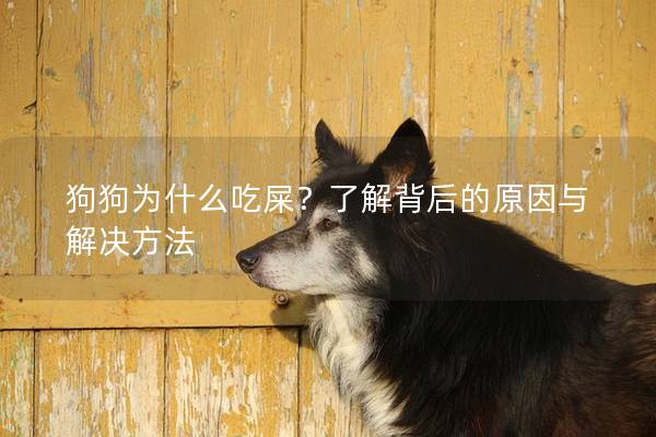 狗狗為什么吃屎？了解背后的原因與解決方法