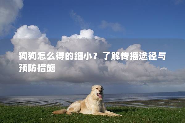 狗狗怎么得的細小？了解傳播途徑與預(yù)防措施