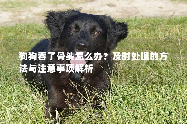 狗狗吞了骨頭怎么辦?及時處理的方法與注意事項解析 狗狗吞了骨頭怎么辦?及時處理的方法與注意事項解析
