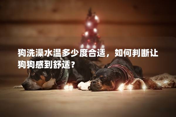 狗洗澡水溫多少度合適，如何判斷讓狗狗感到舒適？
