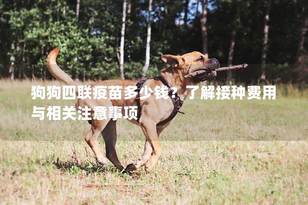 狗狗四聯疫苗多少錢？了解接種費用與相關注意事項