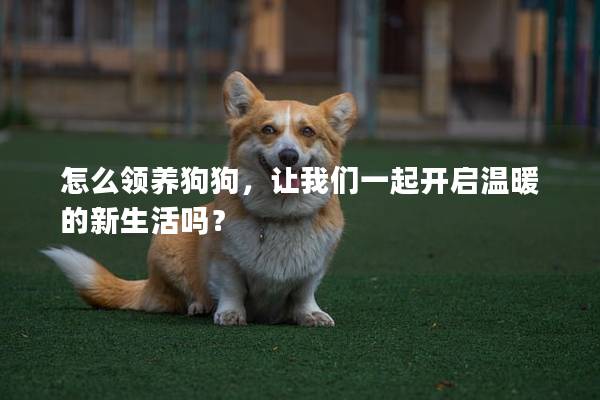 怎么領(lǐng)養(yǎng)狗狗，讓我們一起開啟溫暖的新生活嗎？