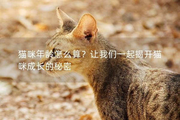 貓咪年齡怎么算？讓我們一起揭開貓咪成長的秘密