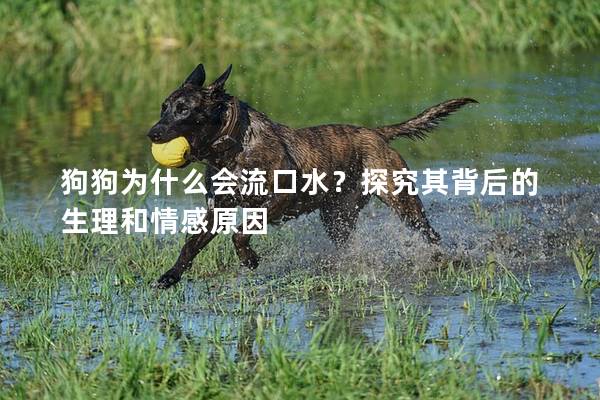 狗狗為什么會流口水？探究其背后的生理和情感原因