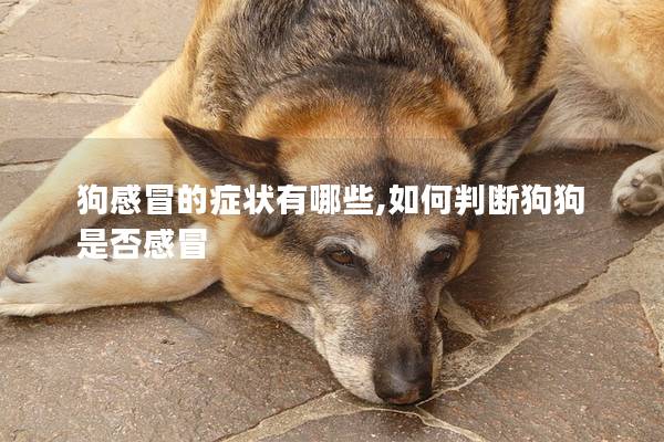 狗感冒的癥狀有哪些,如何判斷狗狗是否感冒
