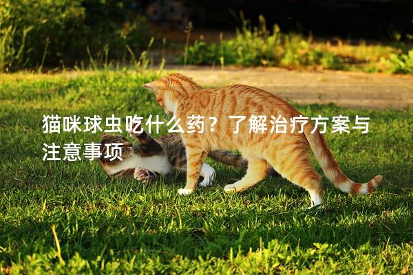 貓咪球蟲吃什么藥？了解治療方案與注意事項