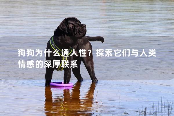 狗狗為什么通人性？探索它們與人類情感的深厚聯(lián)系