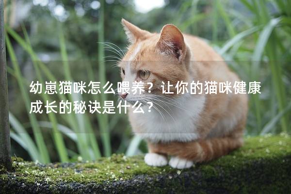 幼崽貓咪怎么喂養？讓你的貓咪健康成長的秘訣是什么？
