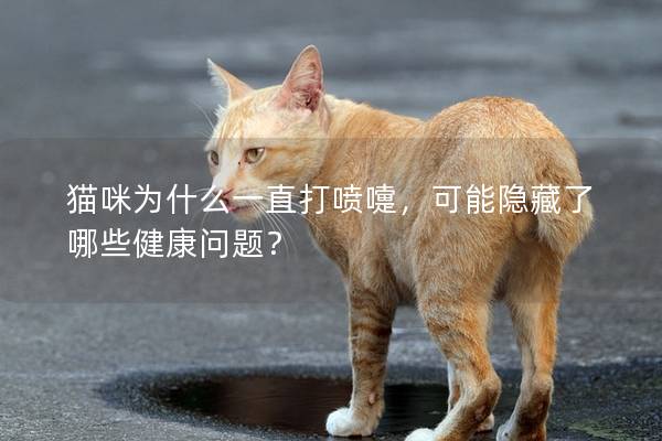 貓咪為什么一直打噴嚏，可能隱藏了哪些健康問題？
