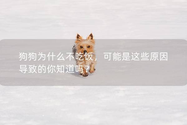 狗狗為什么不吃飯，可能是這些原因導致的你知道嗎？
