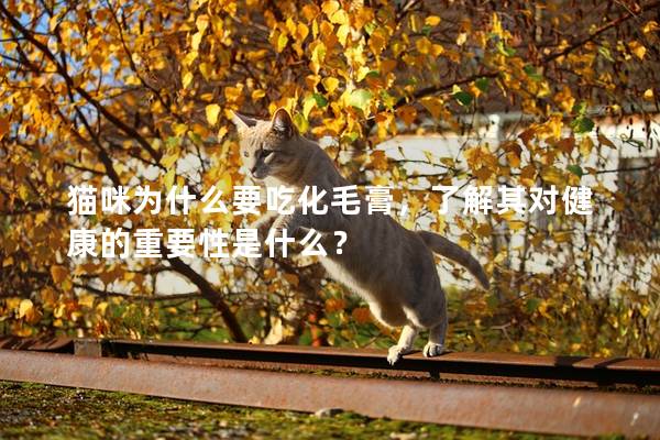貓咪為什么要吃化毛膏，了解其對健康的重要性是什么？
