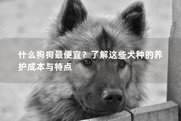 什么狗狗最便宜?了解這些犬種的養(yǎng)護(hù)成本與特點(diǎn) 什么狗狗最便宜?了解這些犬種的養(yǎng)護(hù)成本與特點(diǎn)