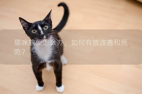 貓咪軟便怎么辦，如何有效改善和預(yù)防？