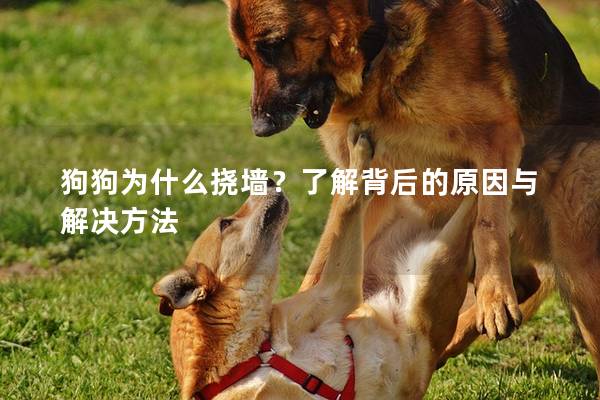 狗狗為什么撓墻？了解背后的原因與解決方法