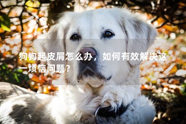 狗狗起皮屑怎么辦，如何有效解決這一煩惱問題？