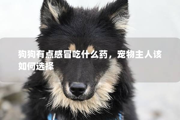 狗狗有點感冒吃什么藥，寵物主人該如何選擇